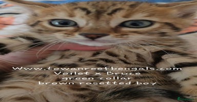 Bengal cats - Advert 10