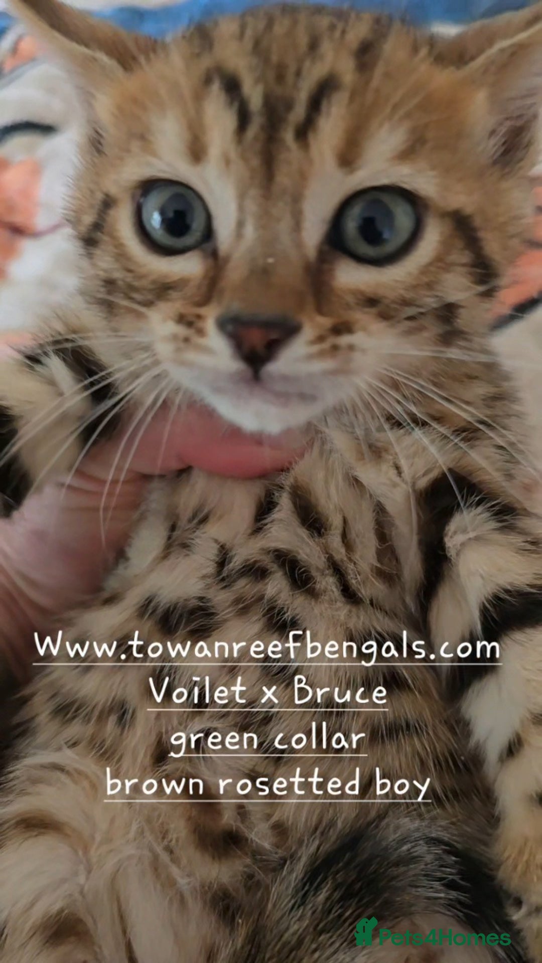 Bengal cats for sale: Tica registered bengal kittens licenced breeder - Image 3