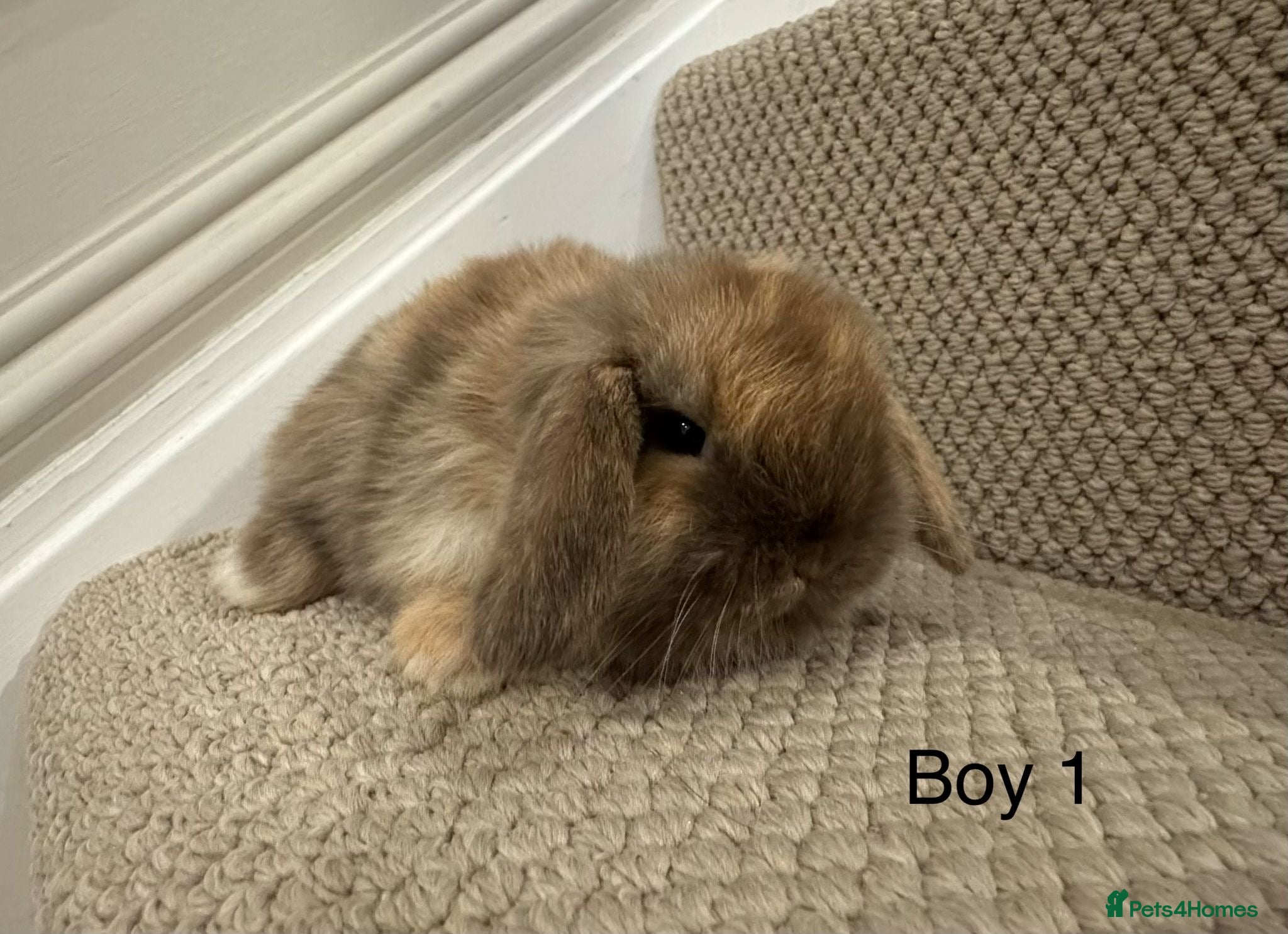 Mini Lop rabbits ✨STUNNING MINI LOP, READY TO RESERVE✨ - Advert 2