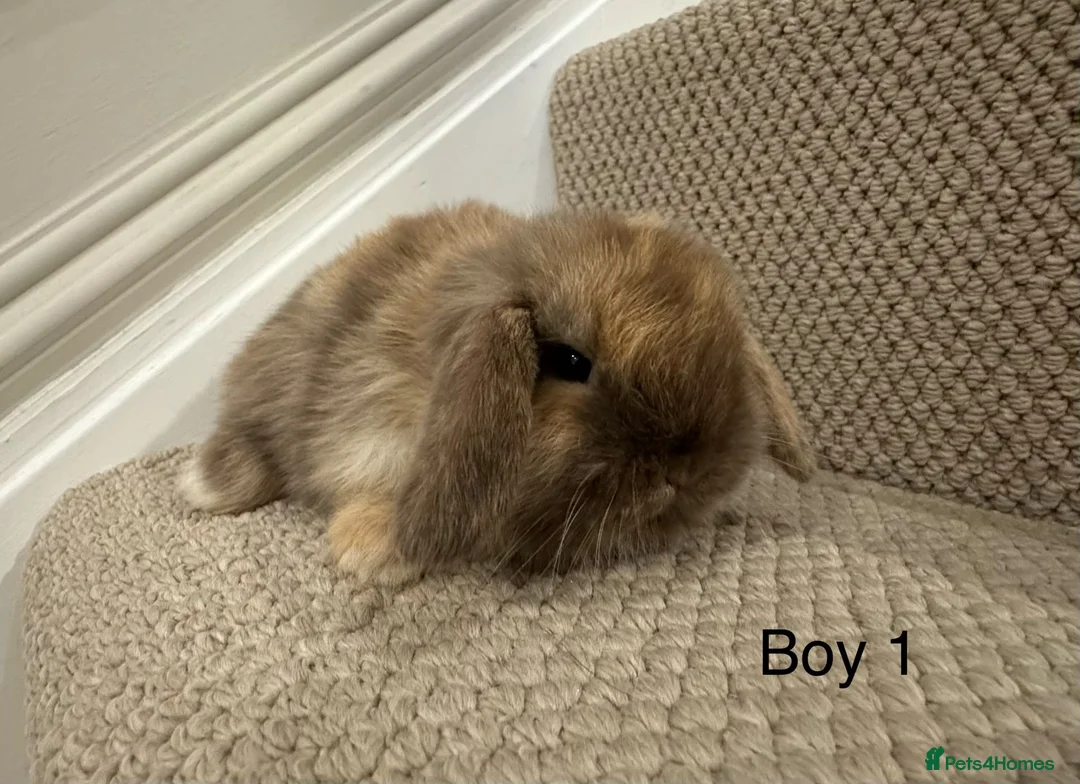Mini Lop rabbits for sale: ✨STUNNING MINI LOP, READY TO RESERVE✨ - Advert 2
