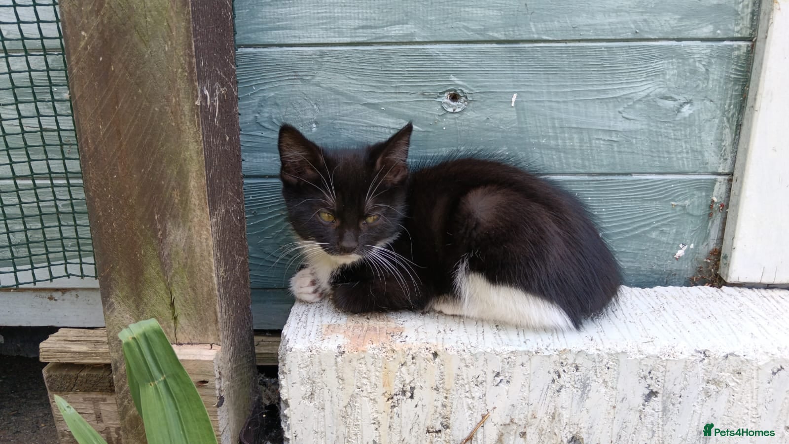 Mixed Breed cats for sale: Kittens for sale  in Peterborough - Advert 3