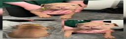American Bulldog dogs for sale: American bulldog puppies in Ashton-under-Lyne - Advert 10