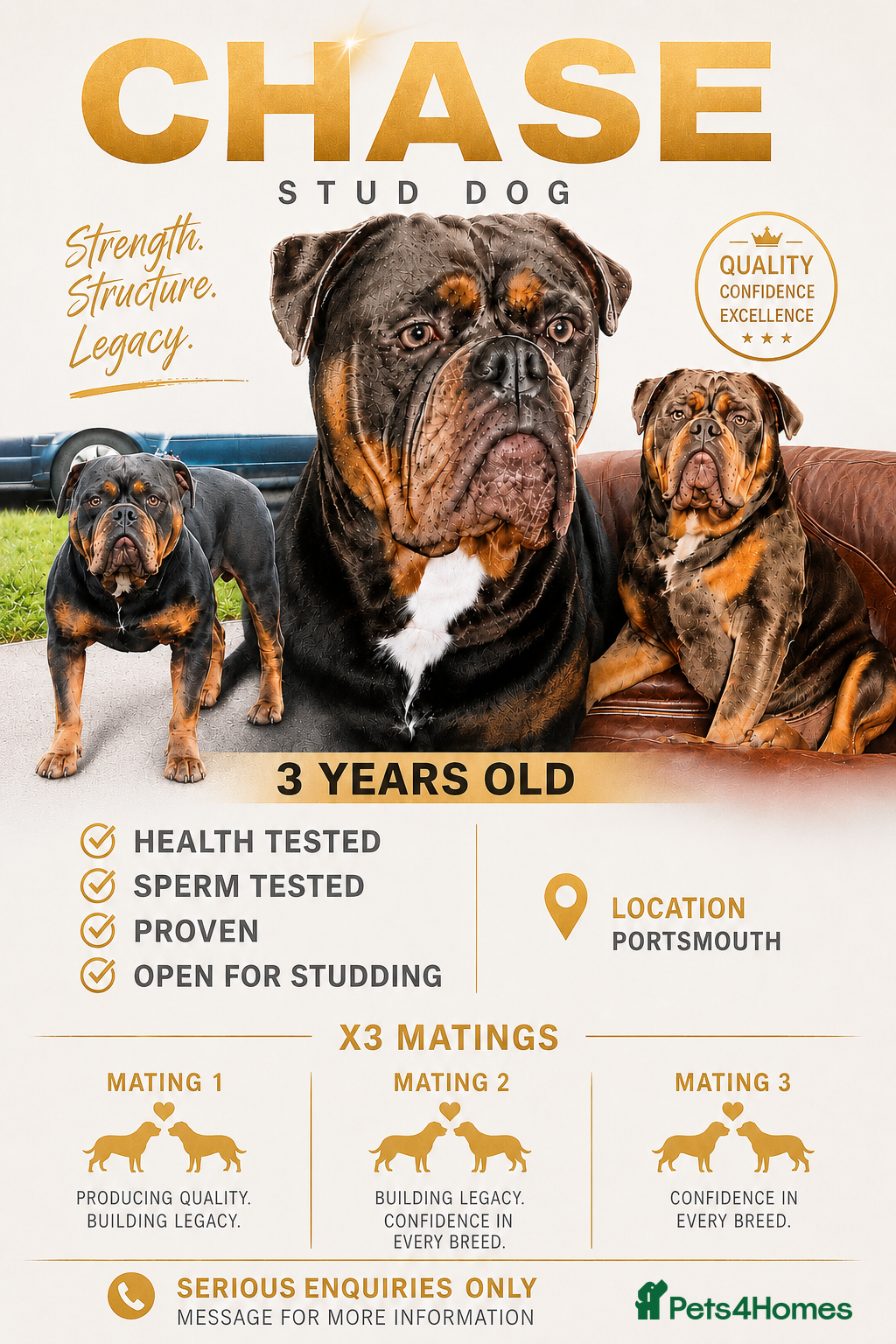 Olde English Bulldogge dogs Olde English bulldog stud  - Advert 4