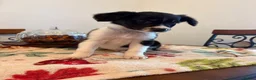 Mixed Breed dogs for sale: Bordoodles ready for there forever homes. - Advert 14
