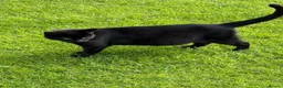 Mixed Breed cats for sale: Beautiful baby Kittens  - Advert 11