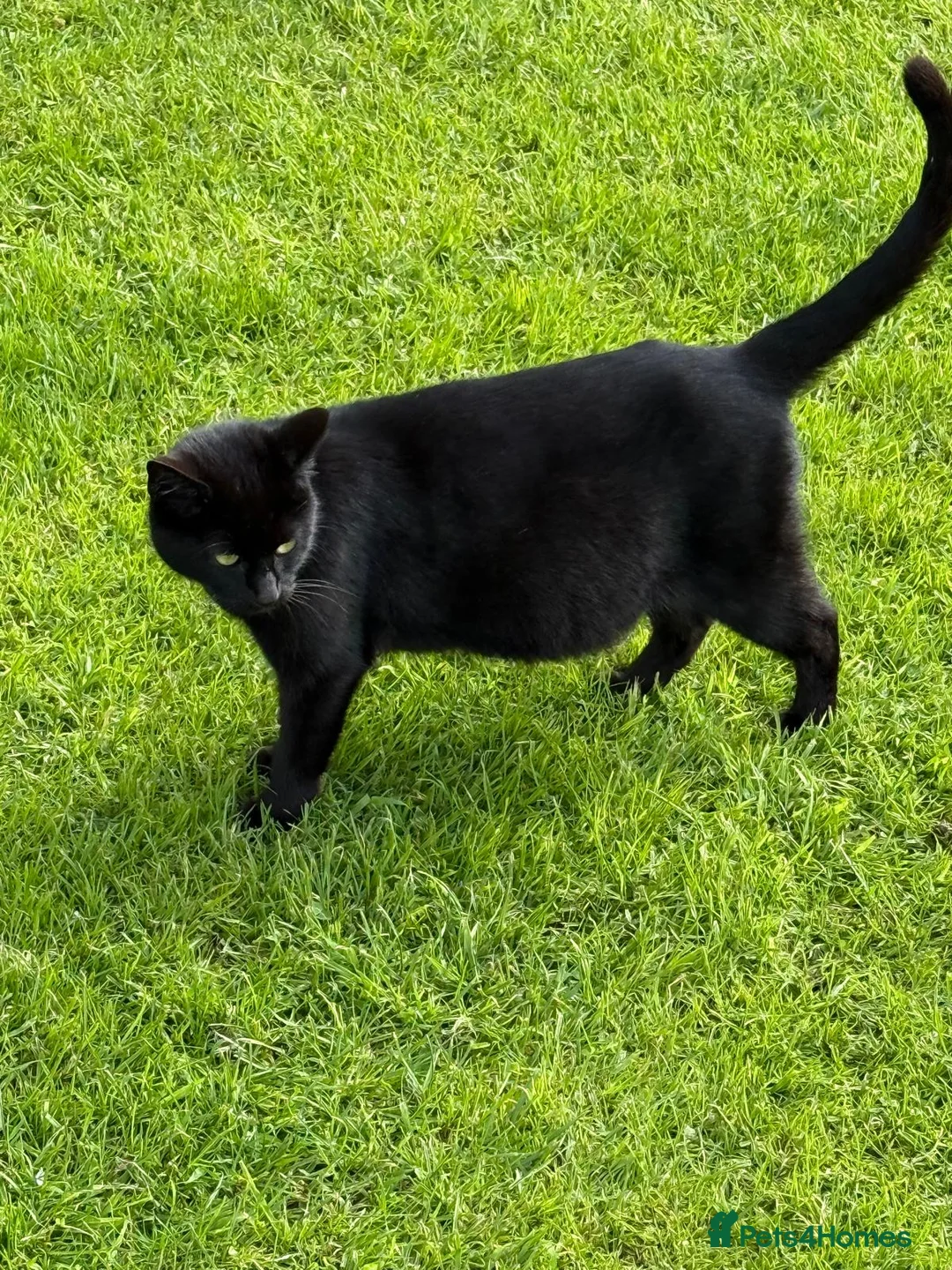Mixed Breed cats for sale: Beautiful baby Kittens  - Advert 11