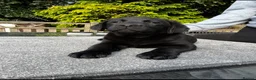 Labrador Retriever dogs for sale: Stunning Black Show Type Labradors  - Advert 3