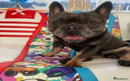 French Bulldog dogs for sale: 2y French Bulldog, ready to go! - Image 4
