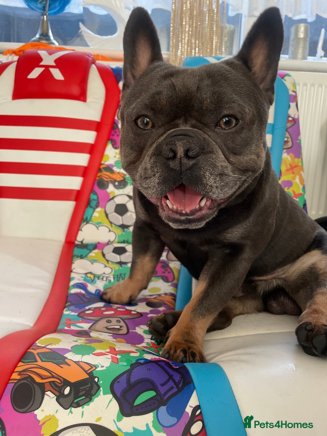 French Bulldog dogs for sale: 2y French Bulldog, ready to go! - Image 4