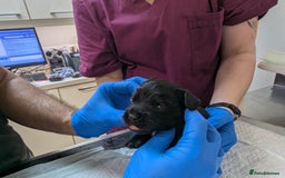 Cockapoo dogs for sale: •F1B Cockapoo Pups - Black & Tan - Ready 19th Dec• - Image 14