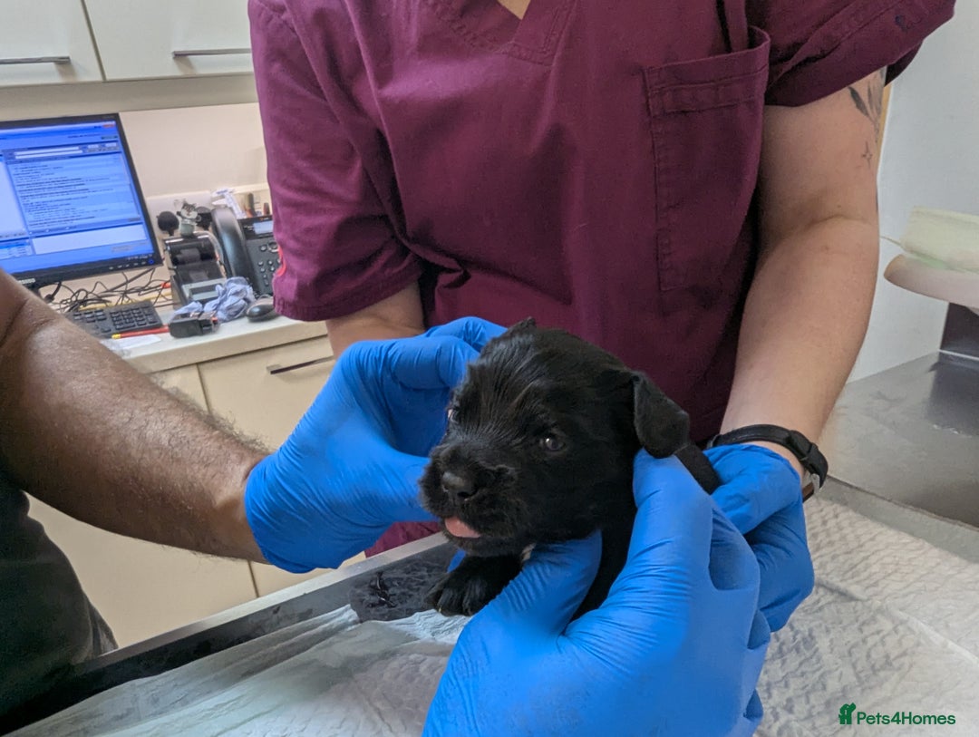 Cockapoo dogs for sale: •F1B Cockapoo Pups - Black & Tan - Ready 19th Dec• - Image 14