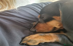 Miniature Dachshund dogs for sale: 2 female miniature dachshunds  - Image 2