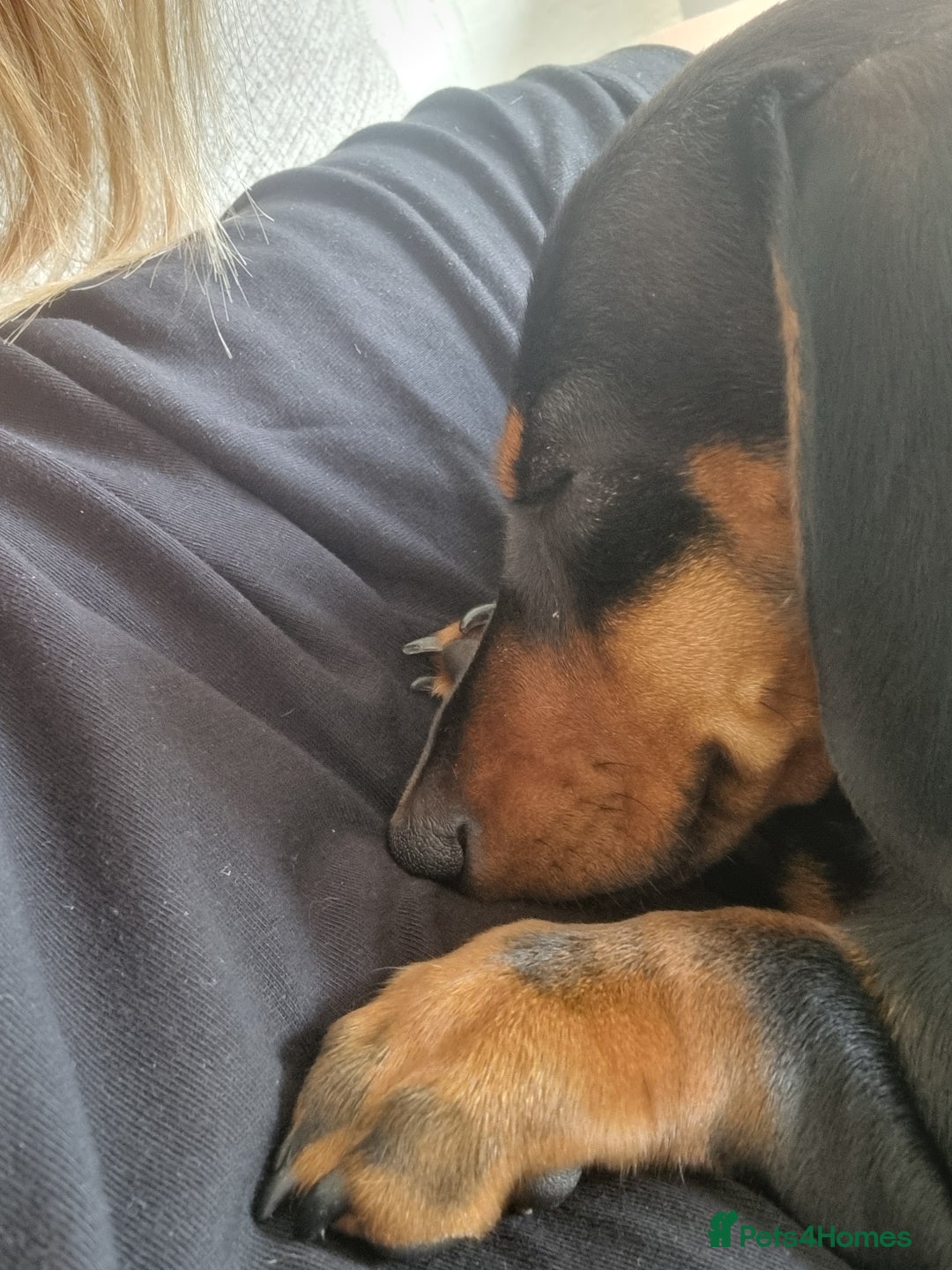 Miniature Dachshund dogs for sale: 2 female miniature dachshunds  - Image 2