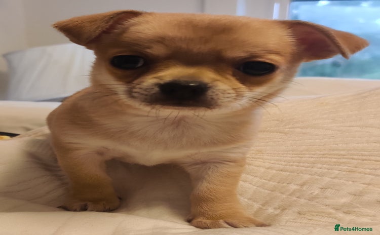 Chihuahua dogs - Advert 2