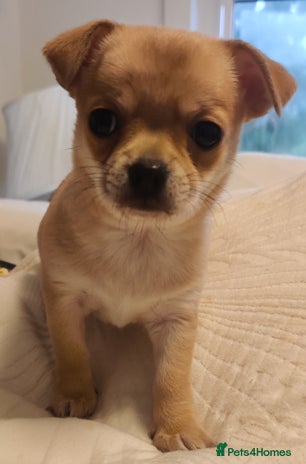 Chihuahua dogs - Advert 2