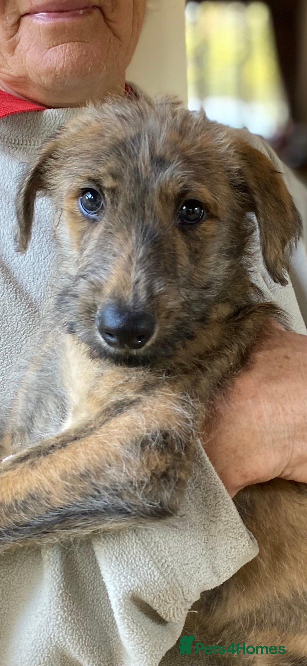 Lurcher dogs for sale: DEERHOUND LURCHER PUPPIES  - Image 1