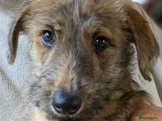 Lurcher dogs for sale - Advert 1