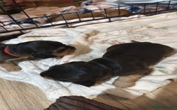 Cocker Spaniel dogs for sale: Gorgeously adorable Show Cocker Spaniels - Advert 21