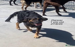 Mixed Breed dogs for adoption: Dancer, Approx 13 months, Available for adoption. - Image 7