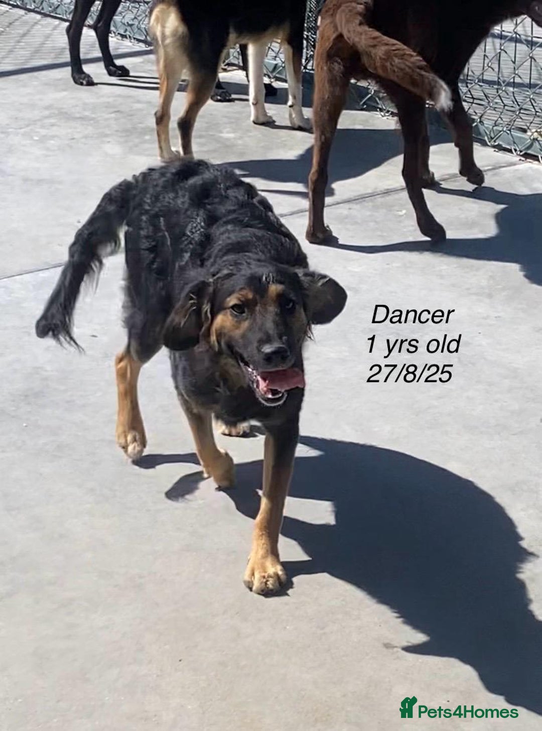 Mixed Breed dogs for adoption: Dancer, Approx 13 months, Available for adoption. - Image 7