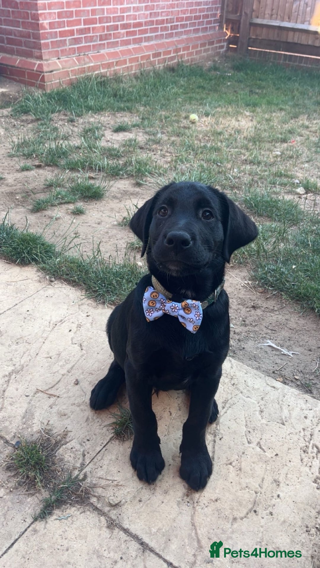 Goldador dogs for sale: Goldador for sale  - Advert 15