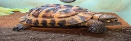 Hermann Tortoise reptiles for sale: Two male Herman tortoises  in Portsmouth - Advert 4