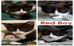 Mixed Breed cats for sale: ⭐ Gorgeous playful kittens ⭐  - Image 3