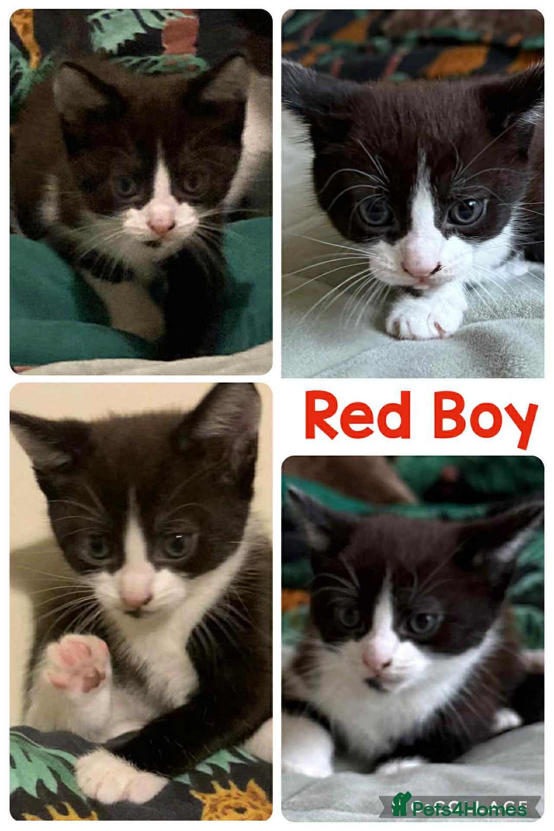 Mixed Breed cats for sale: ⭐ Gorgeous playful kittens ⭐  - Image 3