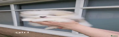 Pomeranian 5