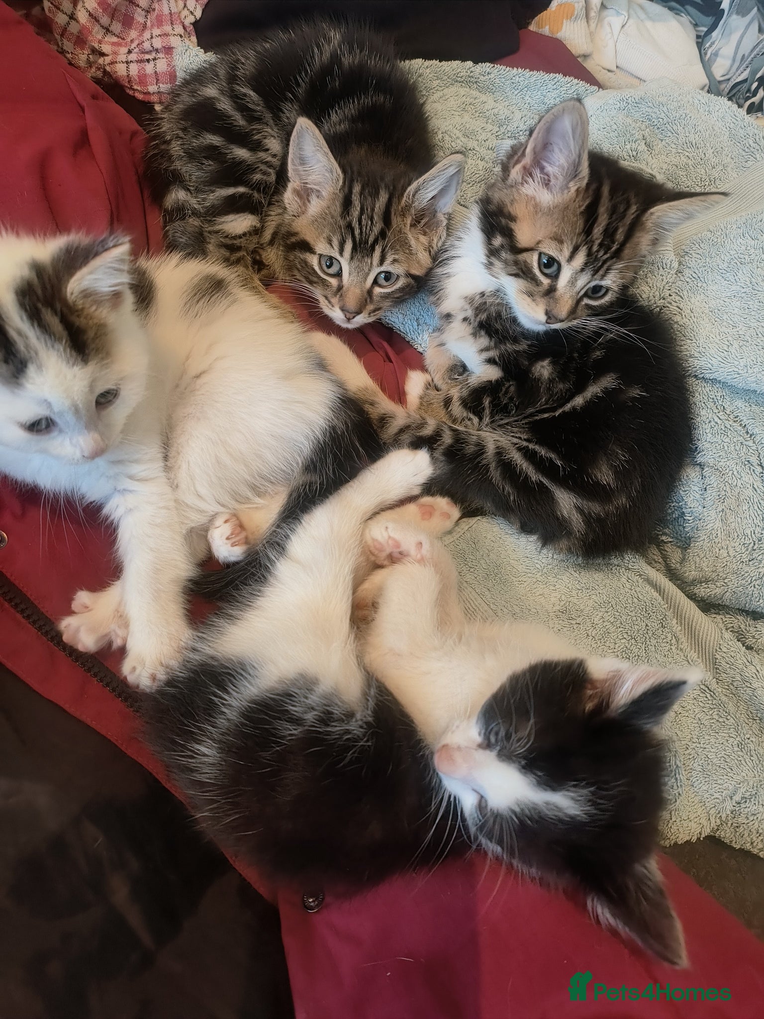 Mixed Breed cats Mixed breed kittens - Advert 4