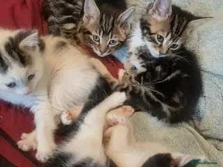 Mixed Breed cats Mixed breed kittens - Advert 4