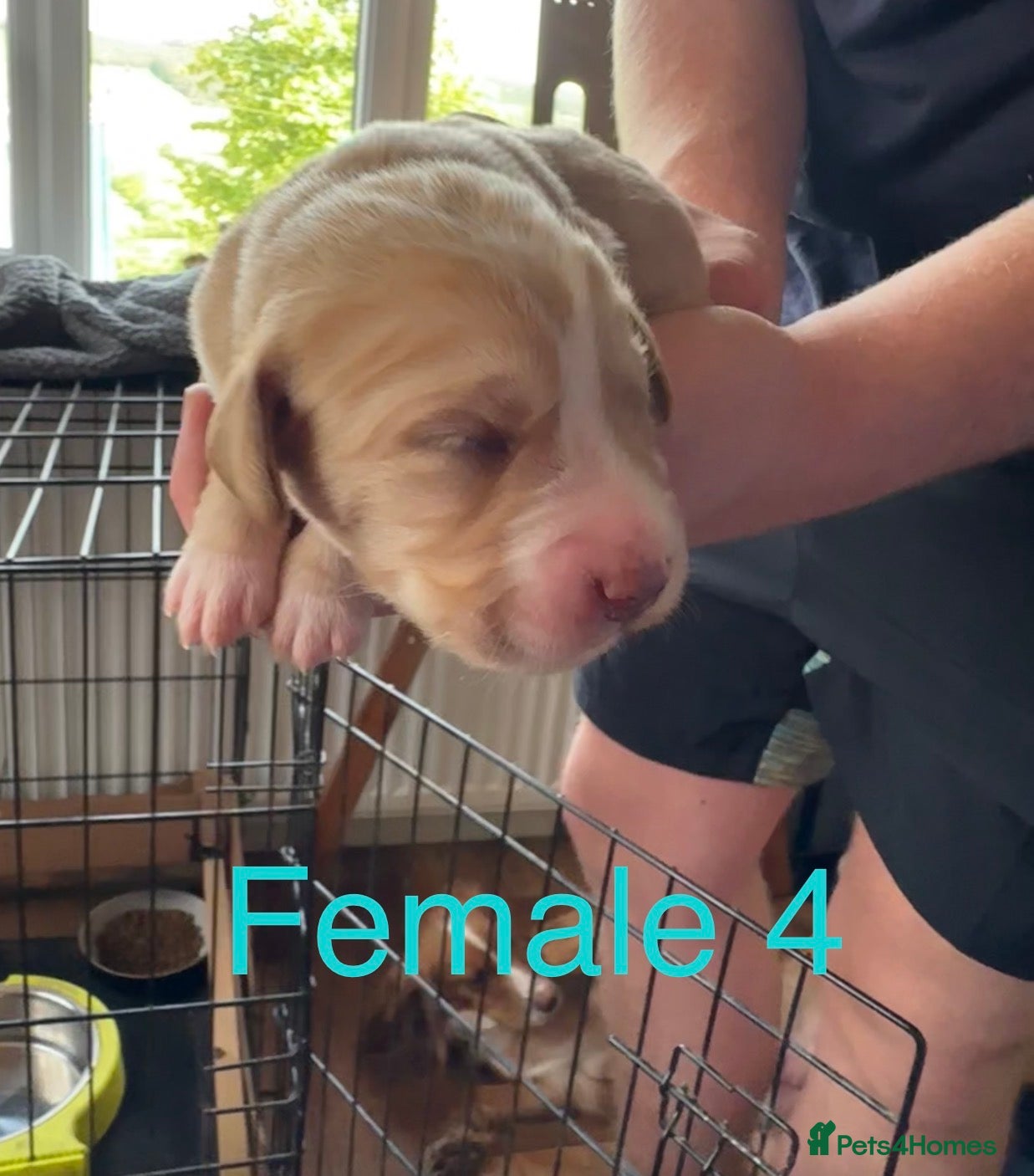 Cockerdor Puppy 6