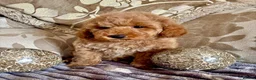 Miniature Poodle dogs for sale: KC Reg Miniature Poodle Girl Available - Advert 3