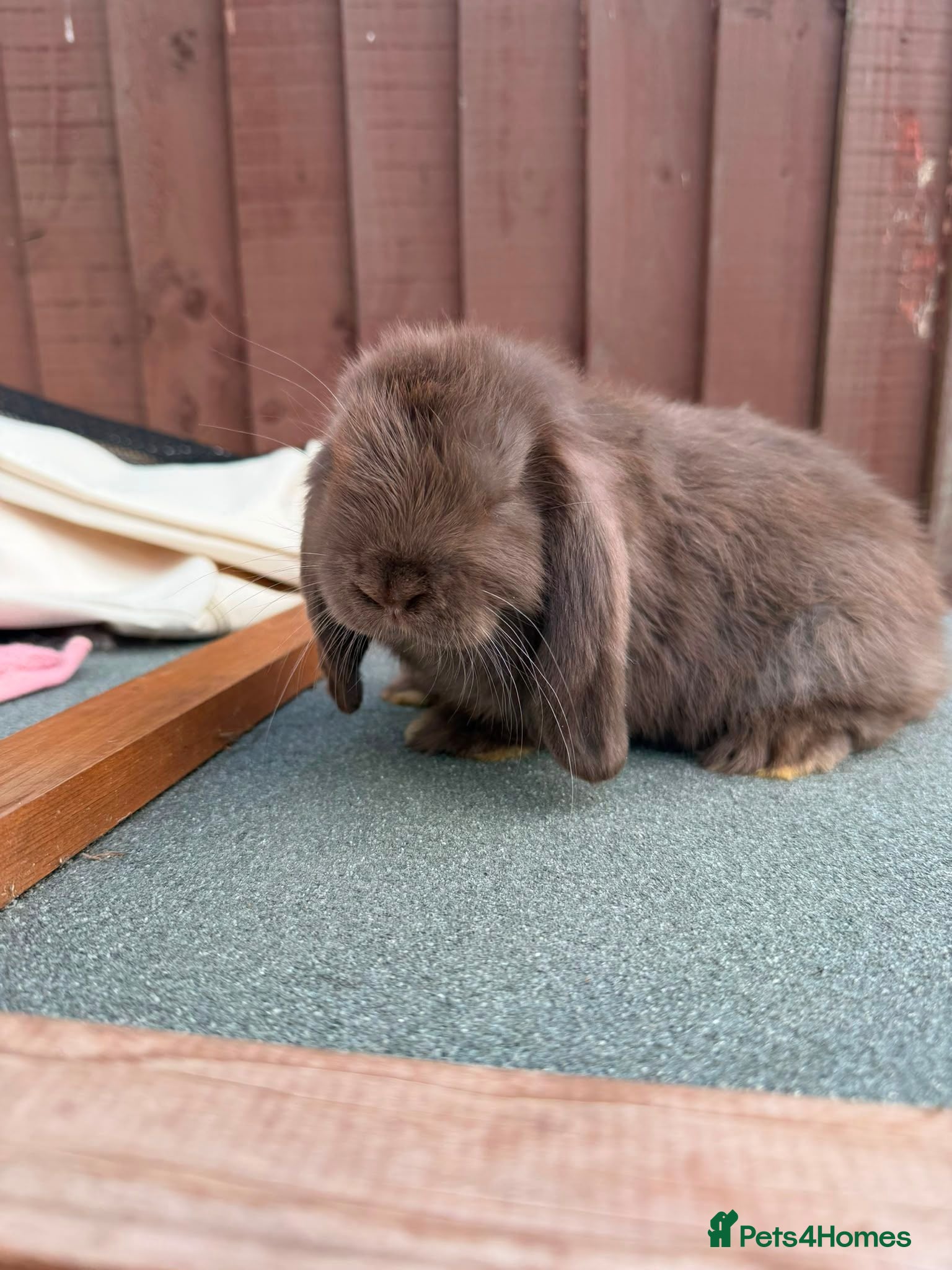Mini Lop rabbits Purebred chocolate buck AVAILABLE NOW - Advert 2