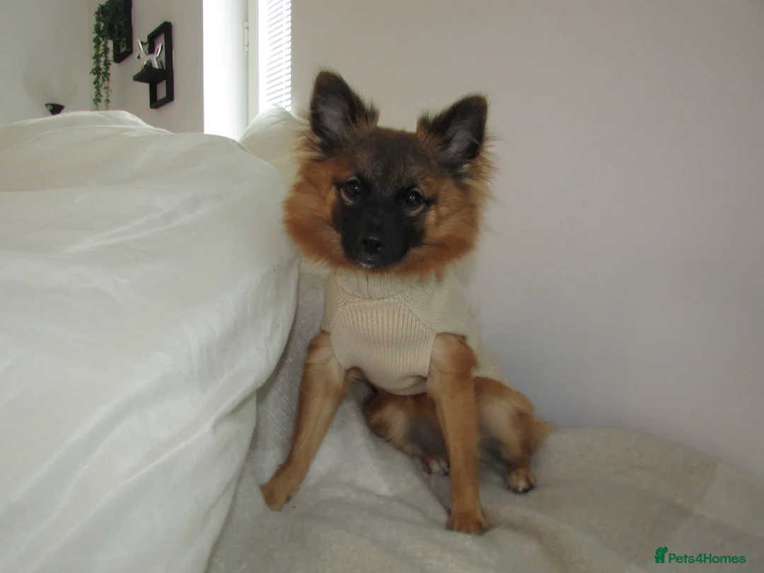 Pomeranian dogs for sale: Fox Faced Pomeranian Puppy  - Advert 1
