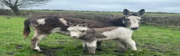 Donkey livestock for sale: STANDARD JENNY FOAL FOR SALE  - Advert 1