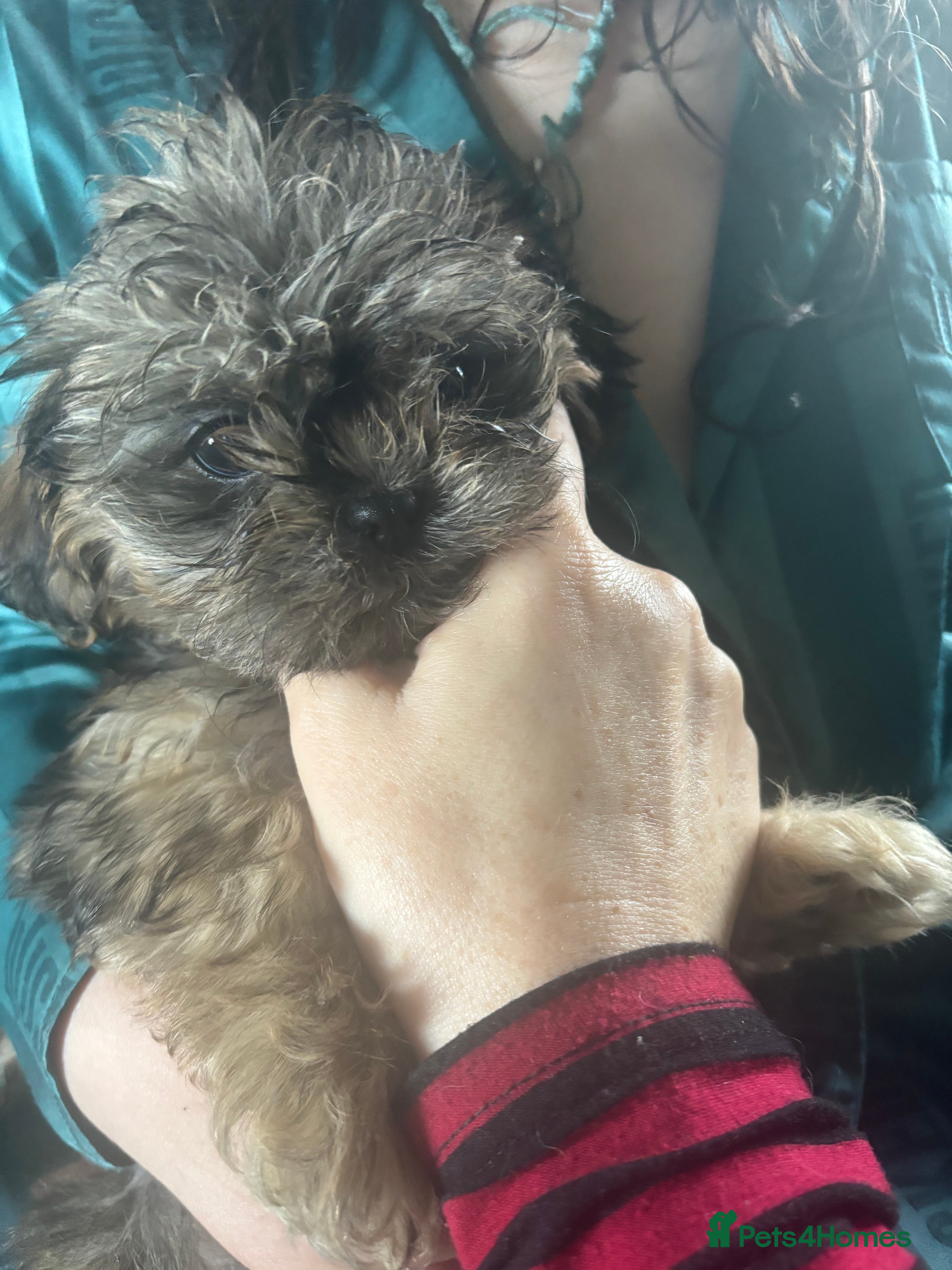 Shih Tzu dogs Adorable Puppies Looking for Their Forever Homes  - Advert 8