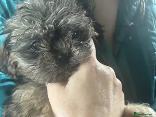 Shih Tzu dogs Adorable Puppies Looking for Their Forever Homes - Advert 8