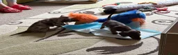 Dachshund dogs for sale: Smooth Dachshund Pups - Dapple & Brown/Tan - Devon - Advert 6