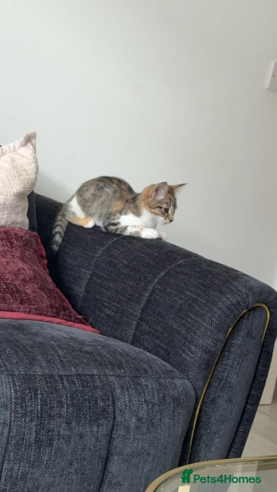 Mixed Breed cats for sale: 2 female kittens left!!! - Advert 2