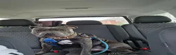 Staffordshire Bull Terrier dogs for sale: Rocco - Advert 30
