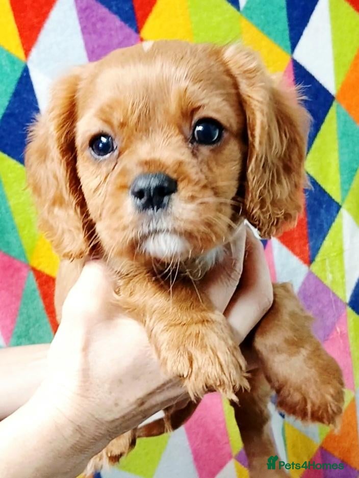 Cavalier King Charles Spaniel dogs for sale: Cute Cavalier boys guaranteed healthy by the vet   - Advert 1