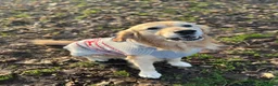 Golden Retriever dogs for stud: Golden retriever for stud in Manchester - Advert 3