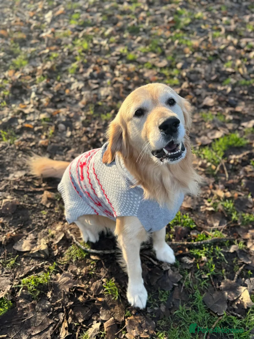 Golden Retriever dogs for stud: Golden retriever for stud in Manchester - Advert 3