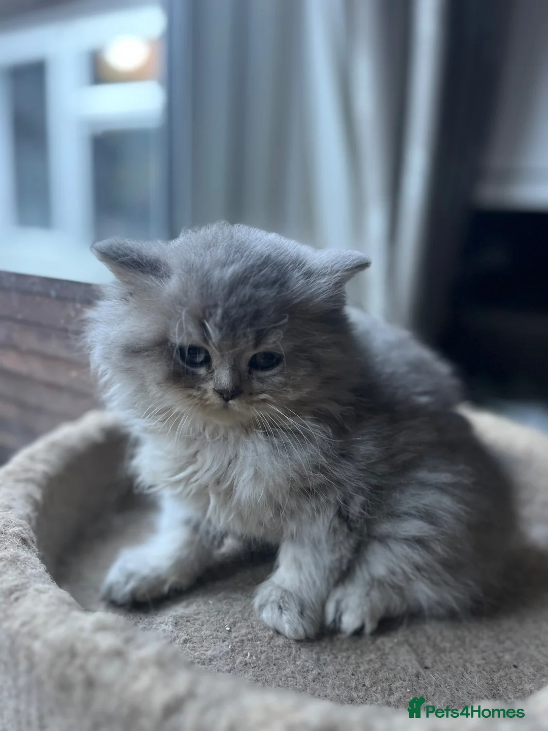 British Shorthair cats for sale: Gorgeous Gccf British  Longhairs  - Advert 1