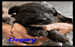 Yorkiepoo dogs for sale:  Adorable YorkiePoo Pups Looking for Loving Homes  - Image 12