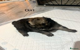 Pomeranian dogs for sale: Pomeranian puppy’s  - Image 2