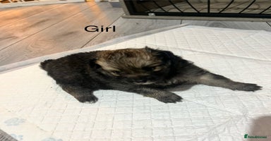 Pomeranian dogs - Advert 3