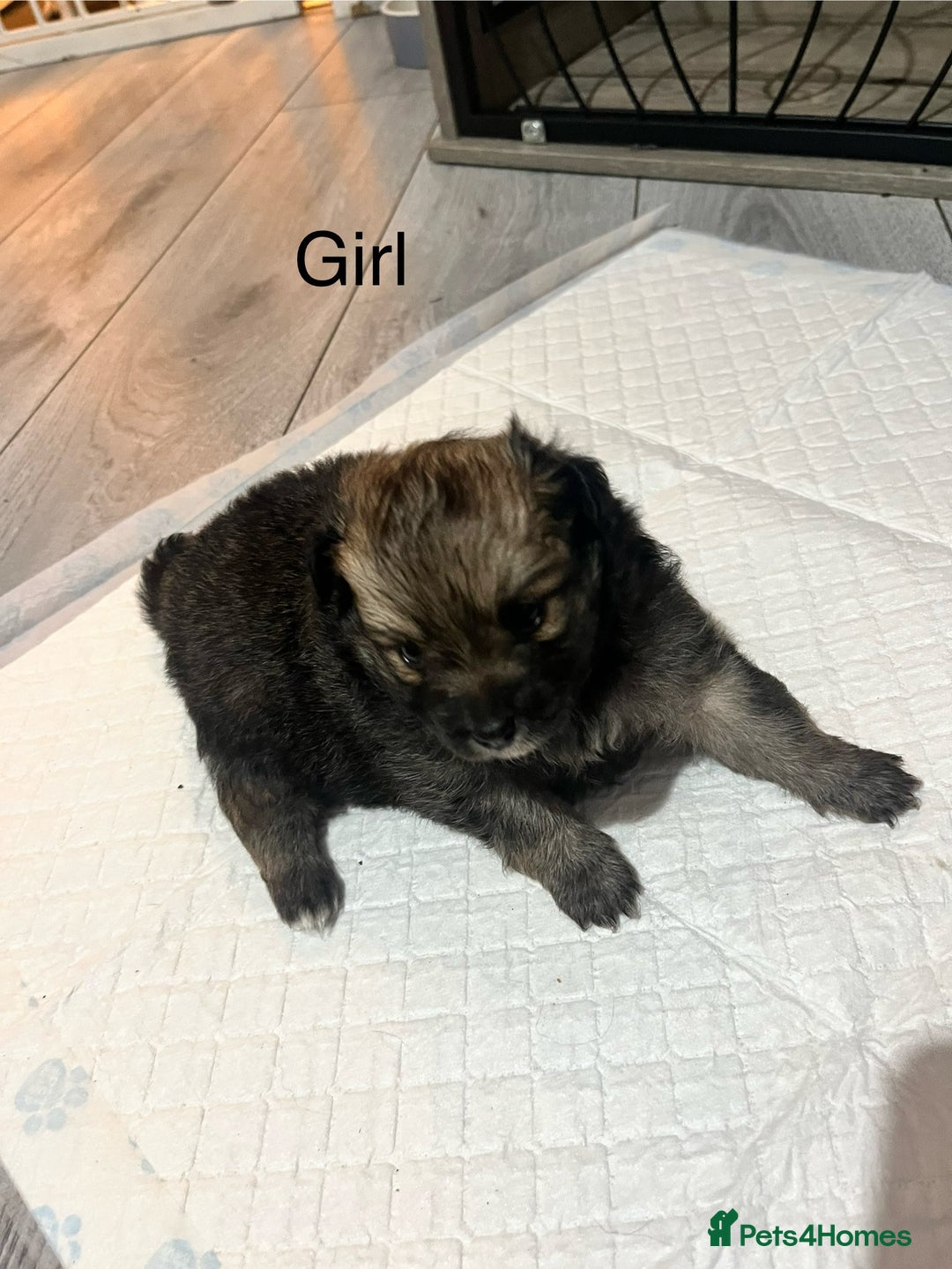 Pomeranian dogs for sale: Pomeranian puppy’s  - Image 2