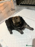 Pomeranian dogs - Advert 3